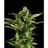 AUTO-BOMB * GREEN HOUSE FEMINIZED  1 SEME