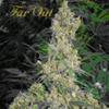 FAR OUT * MANDALA SEEDS 6 SEMI FEM