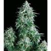 AUTO ANUBIS * PYRAMID SEEDS  1 SEME FEM