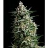 AUTO ANESTHESIA * PYRAMID SEEDS  1 SEME FEM