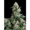 AUTO NEW YORK CITY * PYRAMID SEEDS  1 SEME  FEM