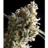 AUTO SUPER HASH * PYRAMID SEEDS  1 SEME FEM