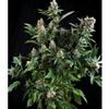 AUTO WHITE WIDOW * PYRAMID SEEDS  1 SEME FEM