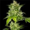 AUTO HAZE * THE BULLDOG 3 SEMI FEM 