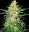 SWEET COFFEE RYDER AUTO* WORLD OF SEEDS    3 SEMI FEM 