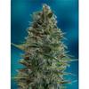 AUTO BLUEDIESEL   LATTA* ADVANCED FEMINIZED  1 SEME 