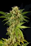 KUSH'N'CHEESE * DINAFEM SEEDS - 1 SEME FEM