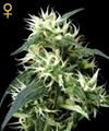 SWEET MANGO AUTO * GREEN HOUSE FEMINIZED  1 SEME