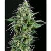 AUTO KRYPTONITE * PYRAMID SEEDS  1 SEME FEM 