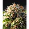 AUTO FRESH CANDY * PYRAMID SEEDS  1 SEME FEM 