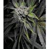 AUTO BLUE PYRAMID * PYRAMID SEEDS  5 SEMI FEM 