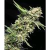 AUTO ALPUJARRENA * PYRAMID SEEDS  1 SEME FEM 