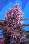 RED POISON AUTO* SWEET SEEDS RED FAMILY FEMINIZED   3 SEMI 