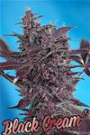 BLACK CREAM AUTO* SWEET SEEDS RED FAMILY FEMINIZED   5 SEMI 