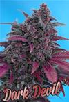 DARK DEVIL AUTO* SWEET SEEDS RED FAMILY FEMINIZED   3 SEMI 