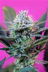 + SPEED AUTO * SWEET SEEDS FEMINIZED    5 SEMI 