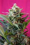 BIG DEVIL XL AUTO * SWEET SEEDS FEMINIZED  5 SEMI