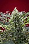 CREAM 47 * SWEET SEEDS FEMINIZED  5 SEMI 