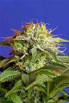 GREEN POISON * SWEET SEEDS FEMINIZED   3 SEMI