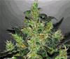 CRITICAL JACK HERER AUTO* DELICIOUS SEEDS    3 SEMI FEM