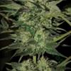 CRAZY BUD AUTO* KERA SEEDS AUTO  1 SEME FEM