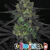 CRIMINAL * RIPPER SEEDS   1 SEME FEM