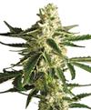 WHITE DIESEL HAZE AUTOMATIC * SENSI WHITE LABEL - 1 SEME FEM