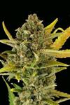 CRITICAL CHEESE AUTO * DINAFEM SEEDS - 5 SEMI FEM