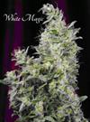 WHITE MAGIC  * MANDALA SEEDS 6 SEMI FEM