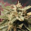 AUTO BUBBLE  * FEMALE SEEDS   4 SEMI FEM 