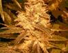 AUTO KUSH  * FEMALE SEEDS   4 SEMI FEM 