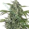 MAXI HAZE * GRASSOMATIC   1 SEME FEM AUTO