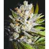 4:20 AUTO * BIOHAZARD SEEDS  10 SEMI FEM 