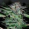 NORTHERN DWARF AUTO * PROFESSIONAL SEEDS    1 SEME FEM