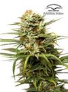 * DUTCH PASSION AUTO WHITE WIDOW ® 3 SEMI FEM