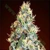 AUTO JACK HERER   LATTA* ADVANCED SEEDS   1 SEME FEM