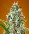 AUTO SOMANGO   LATTA* ADVANCED SEEDS    1 SEME FEM