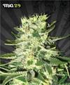 MIG 29 * AUTO SEEDS   3 SEMI FEM