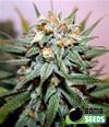 HASH BOMB * BOMB  SEEDS 10 SEMI REG 