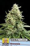 KERA AMNESIA GOLD * KERA SEEDS 10 SEMI FEM