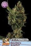 KERA CALIFORNIA  CHERRY GRAPEFRUIT * KERA SEEDS  3 SEMI FEM