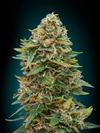 AUTO SKUNK 47   LATTA * ADVANCED SEEDS    1 SEME FEM