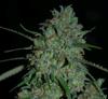 AFGHAN SKUNK * EXPERT SEEDS  3 SEMI FEM 