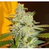 NORTHERN LIGHT * EXPERT SEEDS  1 SEME FEM