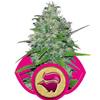 SKUNK XL * ROYAL QUEEN SEEDS - 5 SEMI FEM 