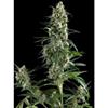 AUTO AMNESIA GOLD * PYRAMID SEEDS  50 SEMI FEM 