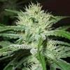 AUTO SPEED BUD * FEMALE SEEDS 10 SEMI FEM