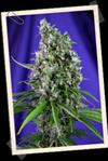 AUTO SWEET TRAINWRECK * SWEET SEEDS FEMINIZED   3 SEMI 