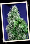 BIG DEVIL F1  FAST VERSION * SWEET SEEDS FEMINIZED   3 SEMI 