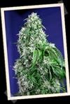 BIG DEVIL F1  FAST VERSION * SWEET SEEDS FEMINIZED   3 SEMI 